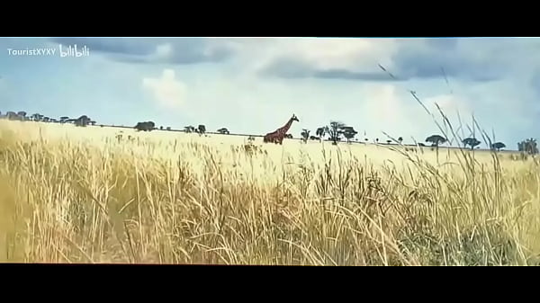 In Whose Name Pel&iacute_cula completa