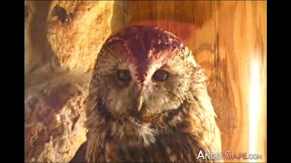 euro gaping whores 407